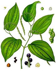 Black pepper plant