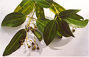 Cinnamon plant