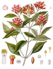 Clove tree