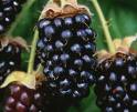 Marionberries on plant