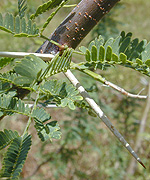 Mesquite Flowers