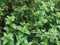 Mint plant