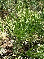 Palmetto Flowers