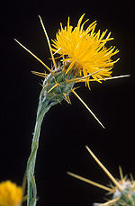 Star Thistle Flowers